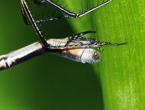 Lestes eurinus (Amber-winged Spreadwing) - female Lestes eurinus (Amber-winged Spreadwing) - female